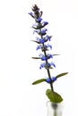 Carpet bugle, a blue European spring flower on white background