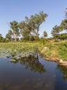 Carpet of bulbs of lotus flower on Carter Lake Iowa with shoreline trees reflections in the lake.