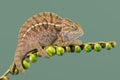 Carpet Chameleon Furcifer lateralis