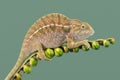 Carpet Chameleon Furcifer lateralis