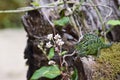 Carpet Chameleon (Furcifer lateralis lateralis)