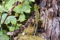 Carpet Chameleon (Furcifer lateralis lateralis)