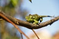 Carpet Chameleon (Furcifer lateralis)