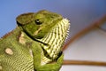 Carpet Chameleon (Furcifer lateralis)