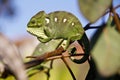 Carpet Chameleon (Furcifer lateralis)