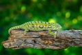 Carpet chameleon, Furcifer lateralis,sitting on the branch in forest habitat. Exotic beautifull endemic green reptile with long ta