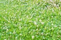 Carpet clover Royalty Free Stock Photo