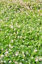 Carpet clover Royalty Free Stock Photo