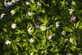 Carpet of colorful forest anemone