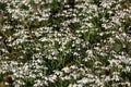 Carpet of Common snowdrops (Galanthus nivalis)