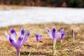 A carpet of crocuses on the slope of the Turbacz mountain Royalty Free Stock Photo