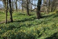 Carpet of daffodils in woodland sunny spring day