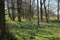 Carpet of daffodils in woodland sunny spring day