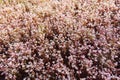 Carpet of delicate pink moss flowers, Sedum anglicum Royalty Free Stock Photo