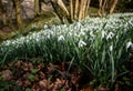 A carpet of delicate Snowdrops, swathe in the cool winter\'s breeze at Chagford in Devon Royalty Free Stock Photo