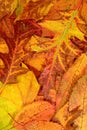 Carpet of different varieties of dead tree leaves in autumn Royalty Free Stock Photo