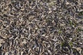 carpet of dry leaves in autumn natural background Royalty Free Stock Photo