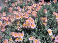 Helianthemum Lawrenson`s Pink or Rock Rose flowers background Royalty Free Stock Photo