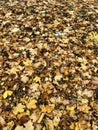 A carpet of fallen leaves in autumn forest. In the frame of maple and other leaves.