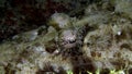 Carpet flathead, Papilloculiceps longiceps, was very close up to my camera. in Red sea