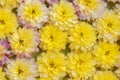 Carpet of flowers of bright yellow chrysanthemums with a little purple for backgrounds