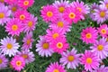 Carpet of flowers with pink petals