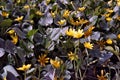 Carpet from the beatiful yellow flowers