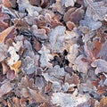Carpet of frosted leaves in winter in a UK forest Royalty Free Stock Photo