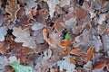 Carpet of frosted leaves in winter UK Royalty Free Stock Photo