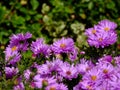 Carpet full of pretty purple daisies in bright autumn day light Royalty Free Stock Photo