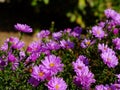 Carpet full of pretty purple daisies in bright autumn day light Royalty Free Stock Photo