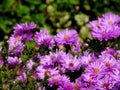 Pretty purple daisies in bright autumn day light with blurry background Royalty Free Stock Photo