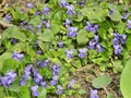 Carpet of garden violets, spring nature