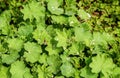 A carpet of gently green leaves with drops of dew on a bright sp