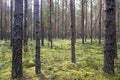 Carpet of green moss in a pine forest Royalty Free Stock Photo