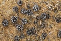 Carpet of larch needles and pine cones covering the ground