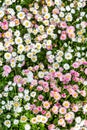 A carpet of a large number of white and pink daisies. Background of flowers Bellis perennis. Vertical orientation.