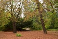 A carpet of leafs