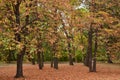 A carpet of leafs between the trees