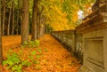 A carpet of leaves covers an avenue of a park in autumn Royalty Free Stock Photo
