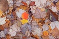 Carpet of leaves in a UK woodland in autumn Royalty Free Stock Photo