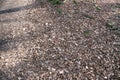 Carpet of leaves in winter Royalty Free Stock Photo