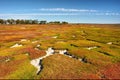 'Carpet' - mangrove marshland field