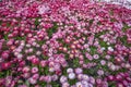 Carpet of mixed colorful flowers of Common Daisy- Monstrosa.