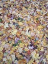 Carpet from multi-colored autumn leaves.