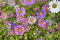 A carpet of multicolored flowers. Pale pink cosmea flowers on a flower bed. Lots of beautiful flowers