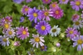 A carpet of multicolored flowers. Pale pink cosmea flowers on a flower bed. Lots of beautiful flowers