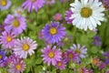 A carpet of multicolored flowers. Pale pink cosmea flowers on a flower bed. Lots of beautiful flowers