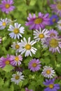 A carpet of multicolored flowers. Pale pink cosmea flowers on a flower bed. Lots of beautiful flowers