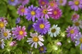 A carpet of multicolored flowers. Pale pink cosmea flowers on a flower bed. Lots of beautiful flowers